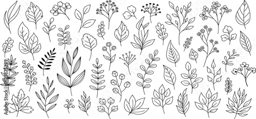 Elegant Line Art Collection Hand-Drawn Botanical Elements for Minimalist Designs