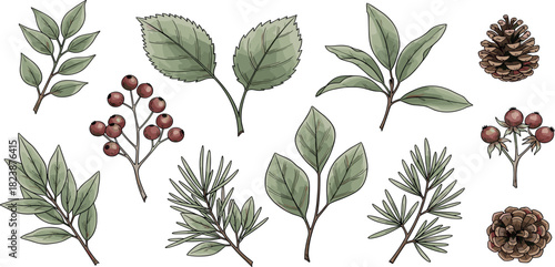 A delightful hand-drawn collection of natural winter foliage, featuring various leaves, vibrant red berries, and rustic pinecones, perfect for festive seasonal designs and nature-inspired projects