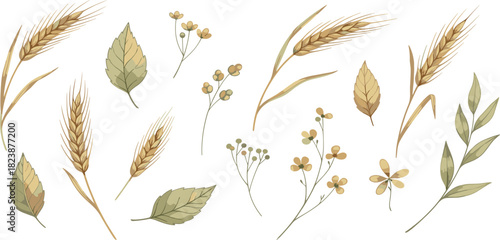 A charming collection of watercolor botanical illustrations featuring golden wheat ears, delicate wildflowers, and rustic autumn leaves isolated on a white background