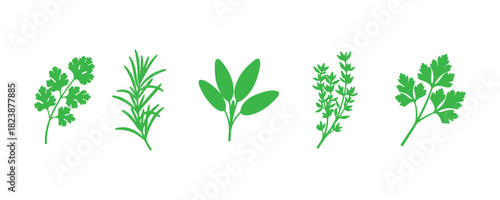 Collection of well-known cooking herbs. done in a realistic style. outline sketch icons of basil, coriander, mint, rosemary, basil, sage, thyme, parsley silhouettes, and more. Suitable for cosmetics.