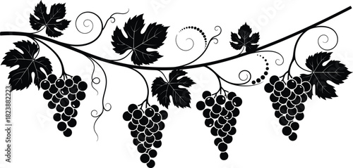 Grapevine silhouette vector, black vine illustration, grape clusters and leaves, decorative vineyard design, elegant wine theme, agriculture, nature, ornamental art