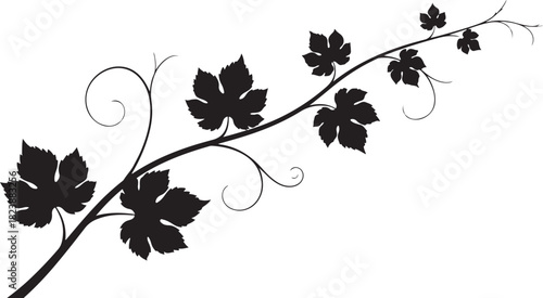 Black Silhouette of a Grapevine Branch with Leaves on White Background Keywords: grapevine