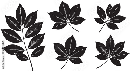 Black Silhouette of Horse Chestnut and Ash Leaves on White Background horse chestnut leaves
