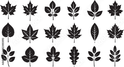 Collection of Black Silhouette Autumn and Summer Tree Leaves leaf fall