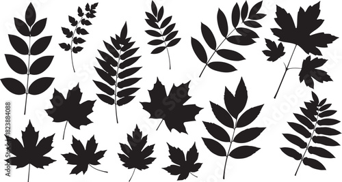 Collection of Black Silhouettes of Autumn Leaves and Ferns leaf fall