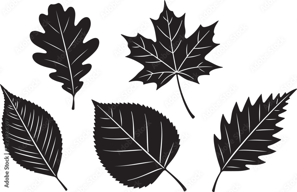 Obraz premium Collection of Five Black Silhouette Autumn Leaves on White Background fall foliage