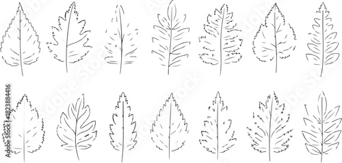 Collection of Hand- Drawn Outline Autumn Leaves hand-drawn fall