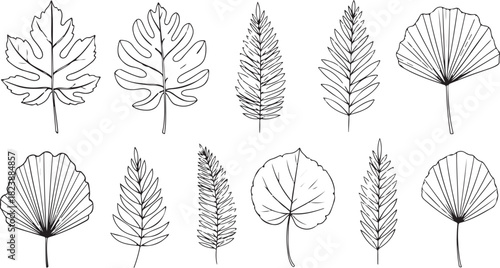Hand- Drawn Outline Illustrations of Various Plant Leaves leaf nature