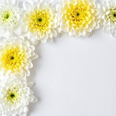 Delicate white and yellow chrysanthemum flowers arranged in a corner border on a plain white background