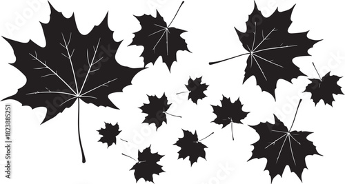 Scattered Black Silhouette Maple Leaves on White Background leaf autumn