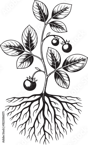 Vintage botanical illustration of a blueberry plant with ripe fruit and exposed roots