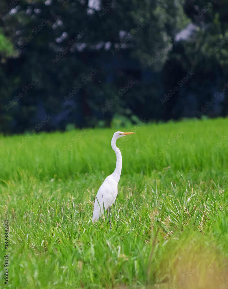 Fototapeta premium great white heron
