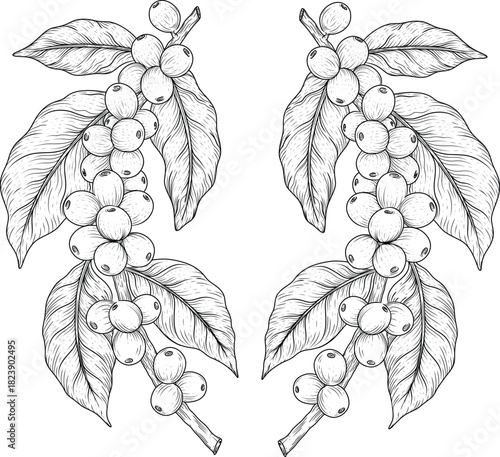Symmetrical Coffee Branches with Beans and Leaves. Vintage Engraving Style Border Illustration.eps
