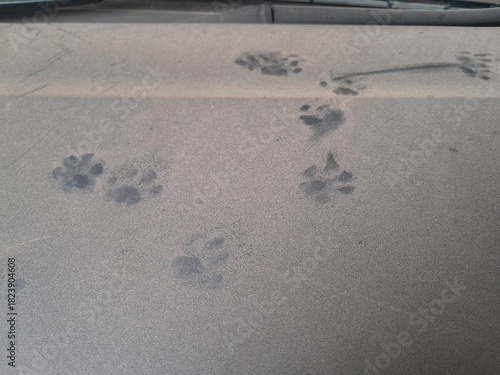 Cat footprints left on the dirty and dusty car body