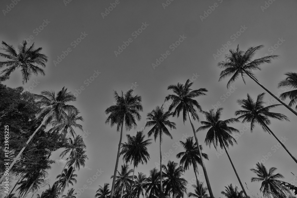 Fototapeta premium black and white photography of palm trees in a tropical climate against the sky poster for photo design