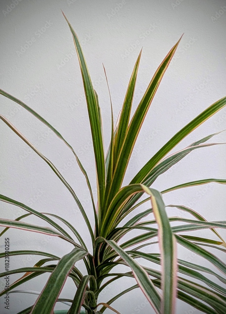 Fototapeta premium aloe vera plant