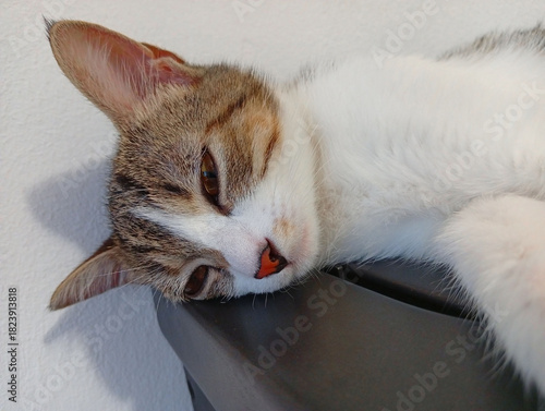 Close-up of a white and gray cat sleeping on the stove