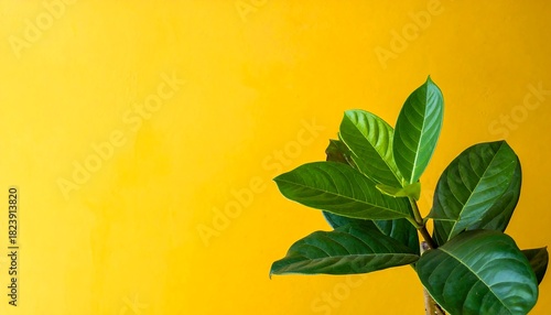 Green leafy plant is centered on the right against a bright yellow backdrop, with good lighting and composition