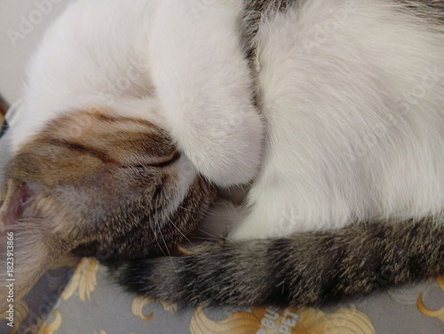 cat sleeps hiding its muzzle between its paws
