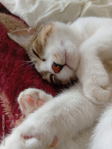 cat sleeping peacefully on a soft blanket