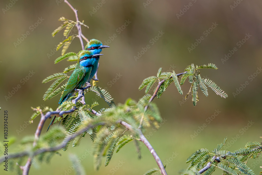 Obraz premium Arabian Green Bee-Eater, Merops cyanophrys. Oman