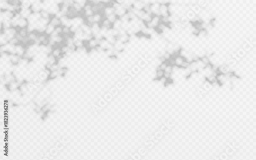 Soft shadow overlay with branch foliage silhouettes on white transparent background. Natural tree shadow pattern with delicate leaves creating organic light
