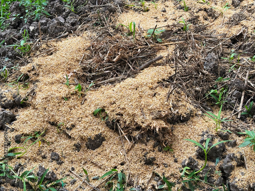 Close up the rice husks to condition the soil after cultivation.