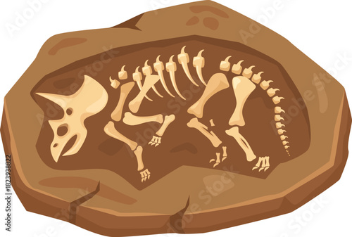 Triceratops dinosaur fossil uncovered from rock excavation