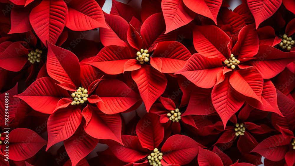 Obraz premium Bright Red Poinsettia Flowers Arranged Beautifully for Festive Decoration During the Holiday Season