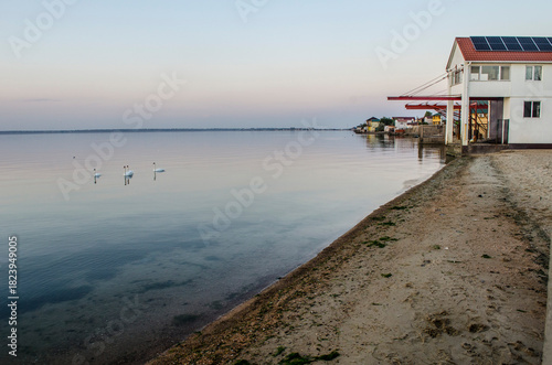 White swans swimming on the horizon of the estuary. Seascape with birds.