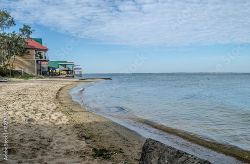 White swans swimming on the horizon of the estuary. Seascape with birds.