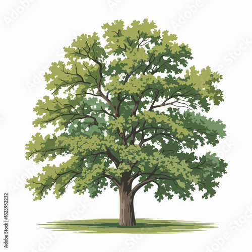 Hickory Tree Vector Outline | Deciduous Hardwood Tree Silhouette | Forest Illustration