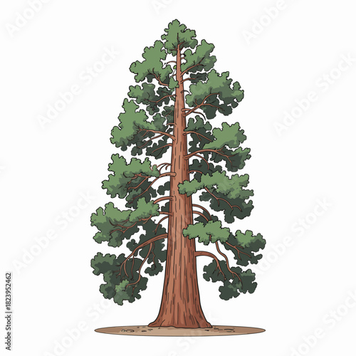 Redwood Tree Vector Outline | Giant Evergreen Silhouette | Forest Illustration
