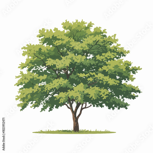 Rain Tree Vector Outline | Silhouette Illustration | Tropical Shade Tree