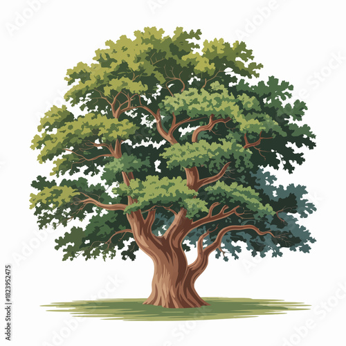 Rosewood Tree Vector Outline | Hardwood Tree Silhouette | Tropical Forest Illustration