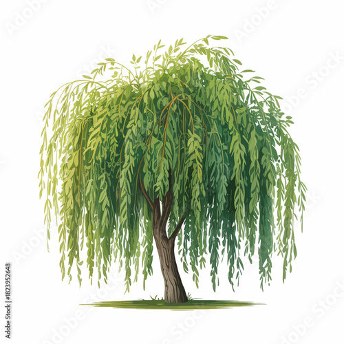 weeping willow tree 