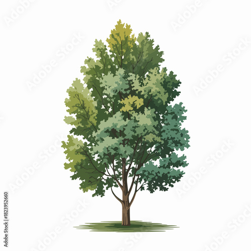 Alder tree 
