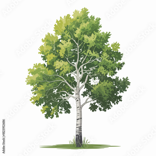 Aspen tree