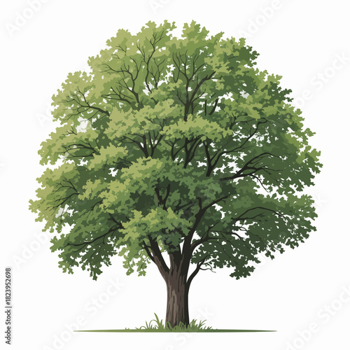 American Elm tree