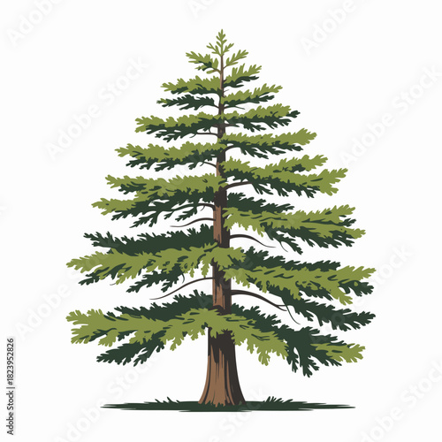 Cedar tree