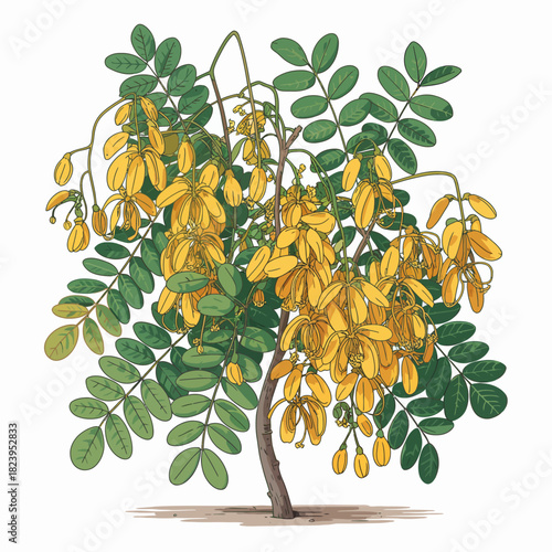 Cassia Fistula (Golden Shower Tree) 