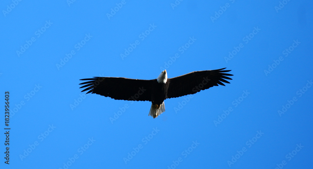 Obraz premium Bald Eagle Flying in the Sky – Majestic Bald Eagle Soaring Over British Columbia Canada Landscape