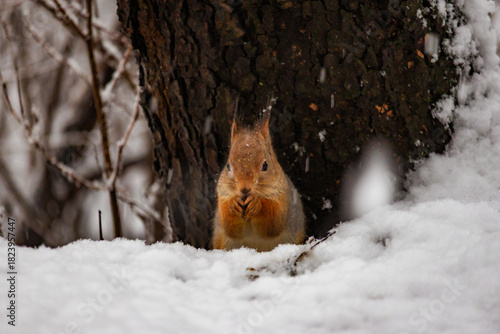 Photo of a squirrel in the snow, eating nuts while snowflakes gently fall around it. Detailed fur, tiny paws, and winter forest background. Ideal for wildlife photography, winter nature themes, and cu