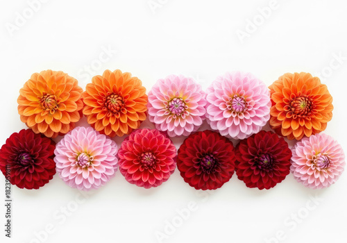 Colorful dahlias arranged on a white background, perfect for floral designs
