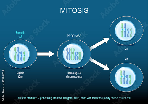 Mitosis. Somatic cell division. Genetically identical diploid cells