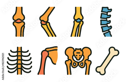 Stylized illustrations of human skeleton parts: joints, spine, ribs, pelvis, bone