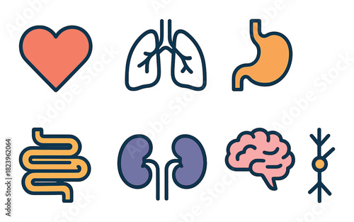 Colorful icons of human organs: heart, lungs, stomach, intestines, kidneys, brain, neuron