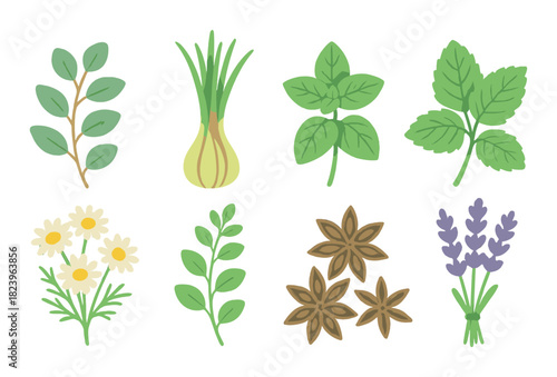 Collection of botanical herbs and spices on green background