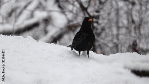 Close-up video of a blackbird perched calmly in snow while snowflakes gently fall. Captured in 4K ultra HD with soft natural light, showing detailed feathers, serene bird posture