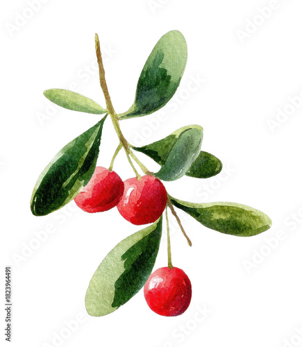 Wallpaper Mural PNG Watercolor olives branch illustration. Torontodigital.ca